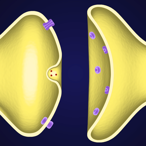 The Function of SNRIs